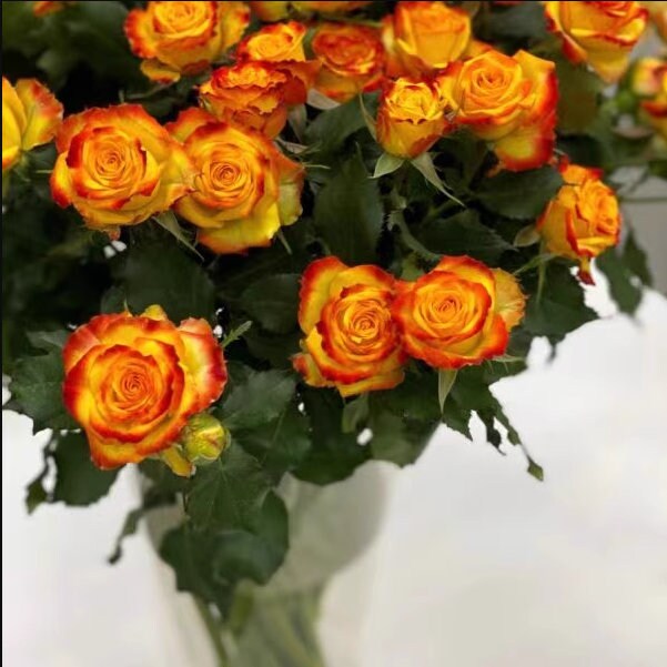 Eyeliner Rose