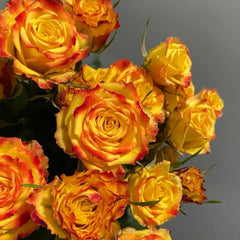 Eyeliner Rose