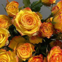 Eyeliner Rose
