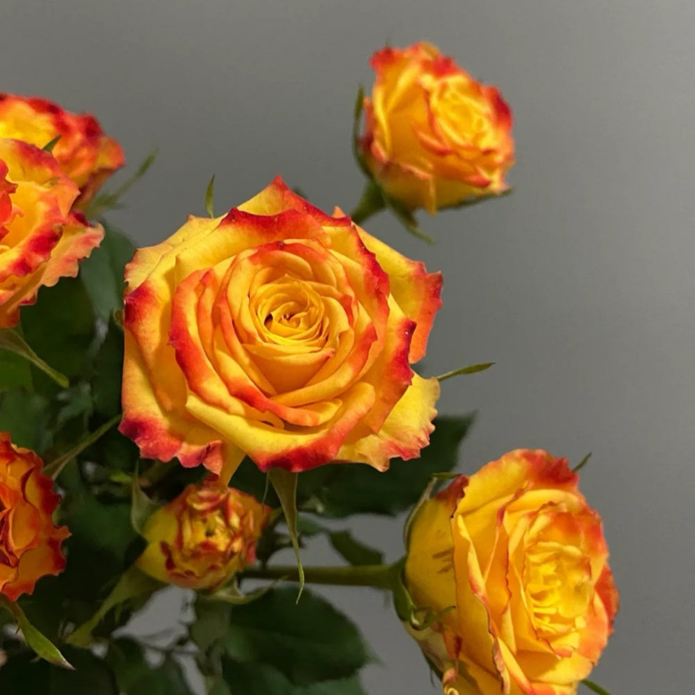 Eyeliner Rose