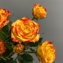 Eyeliner Rose