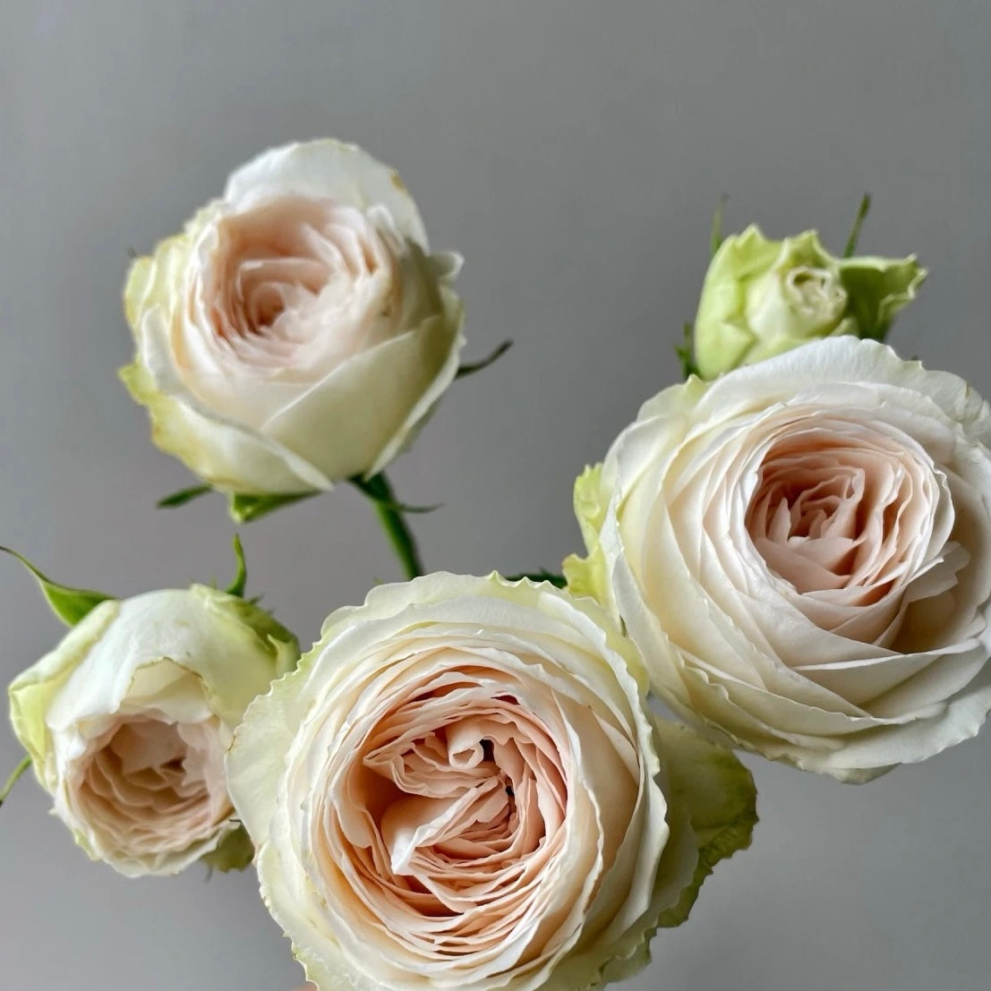 Roseate Lace