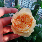 Fengets Rose.风月