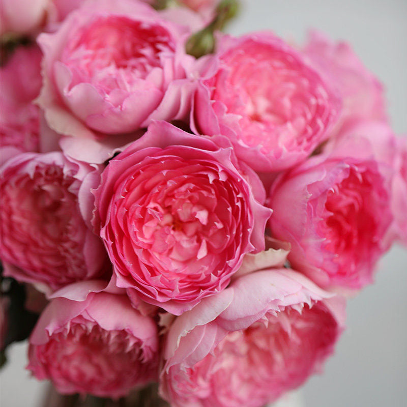 RongRongYue Rose-溶溶月｜Chinese shrub Rose