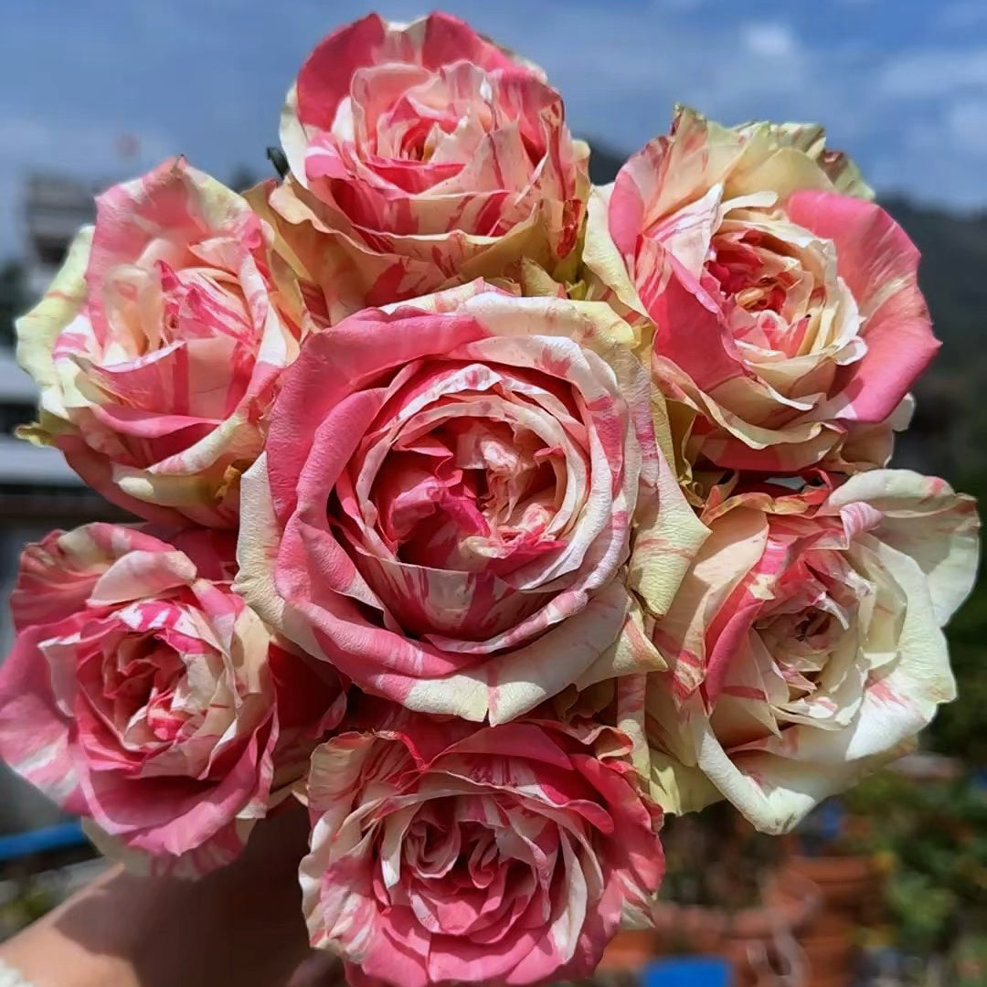 Facial Makeup Rose