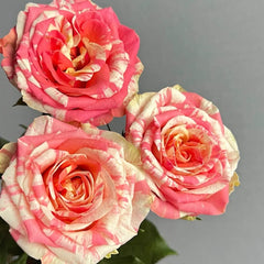 Facial Makeup Rose