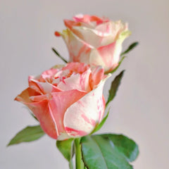 Facial Makeup Rose