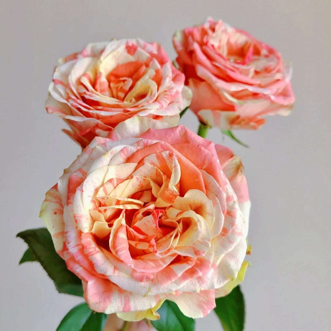 Facial Makeup Rose