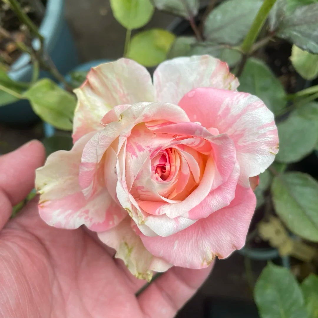 Facial Makeup Rose