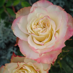 Fairy Queen Rose