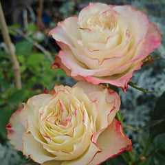 Fairy Queen Rose
