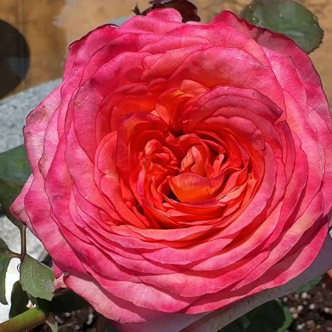 Fairy Tale World Rose