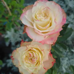 Fairy Queen Rose