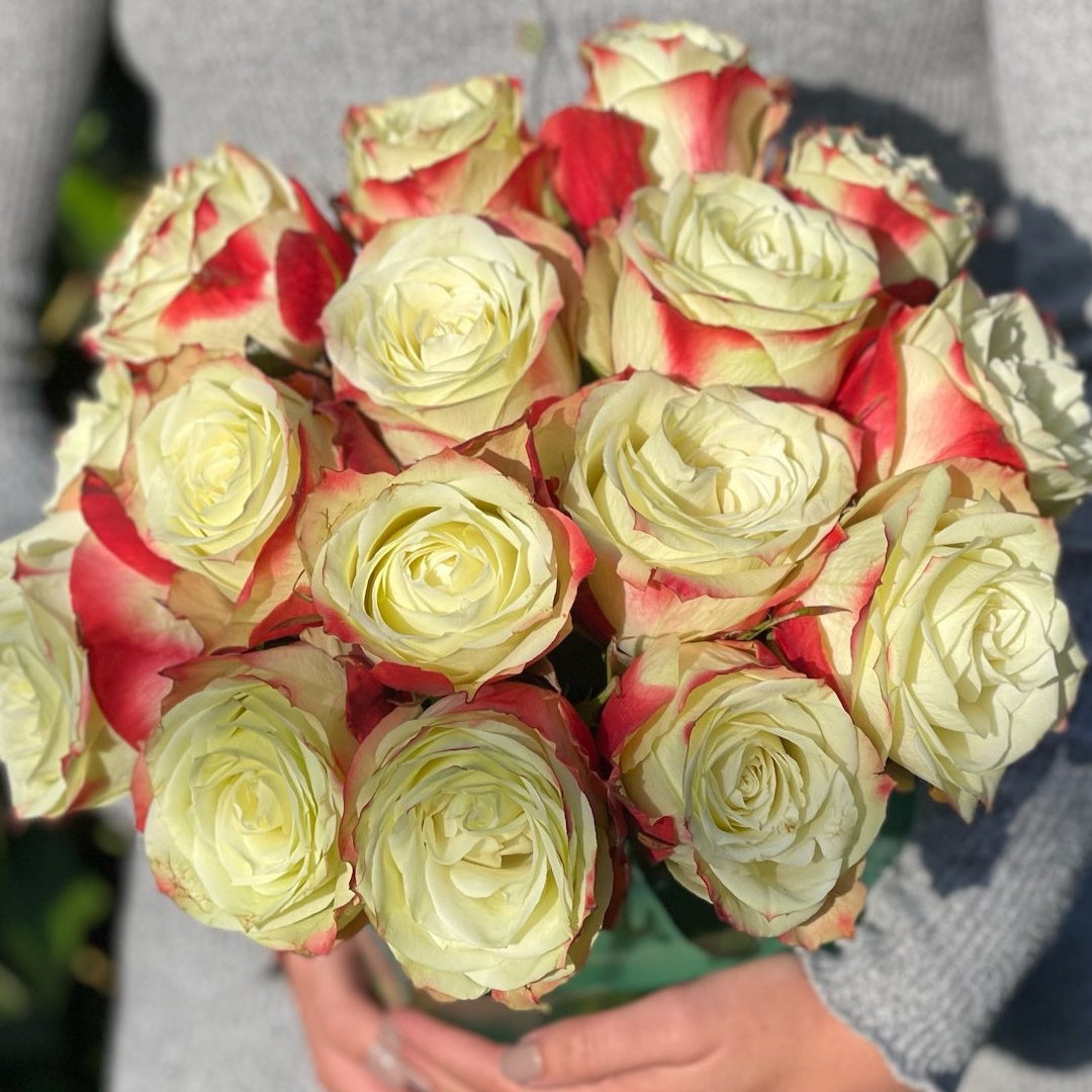 Fairy Queen Rose