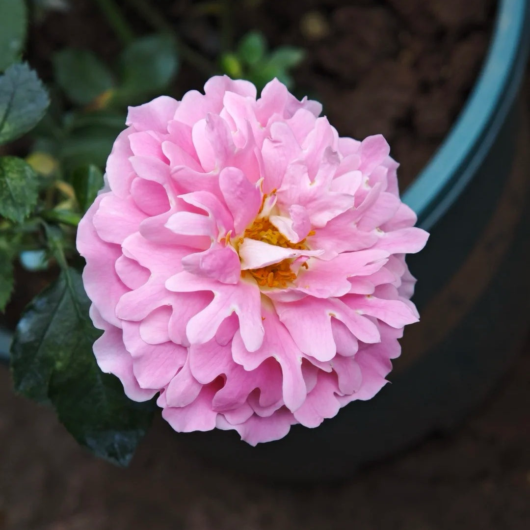 Fancy Ruffle rose