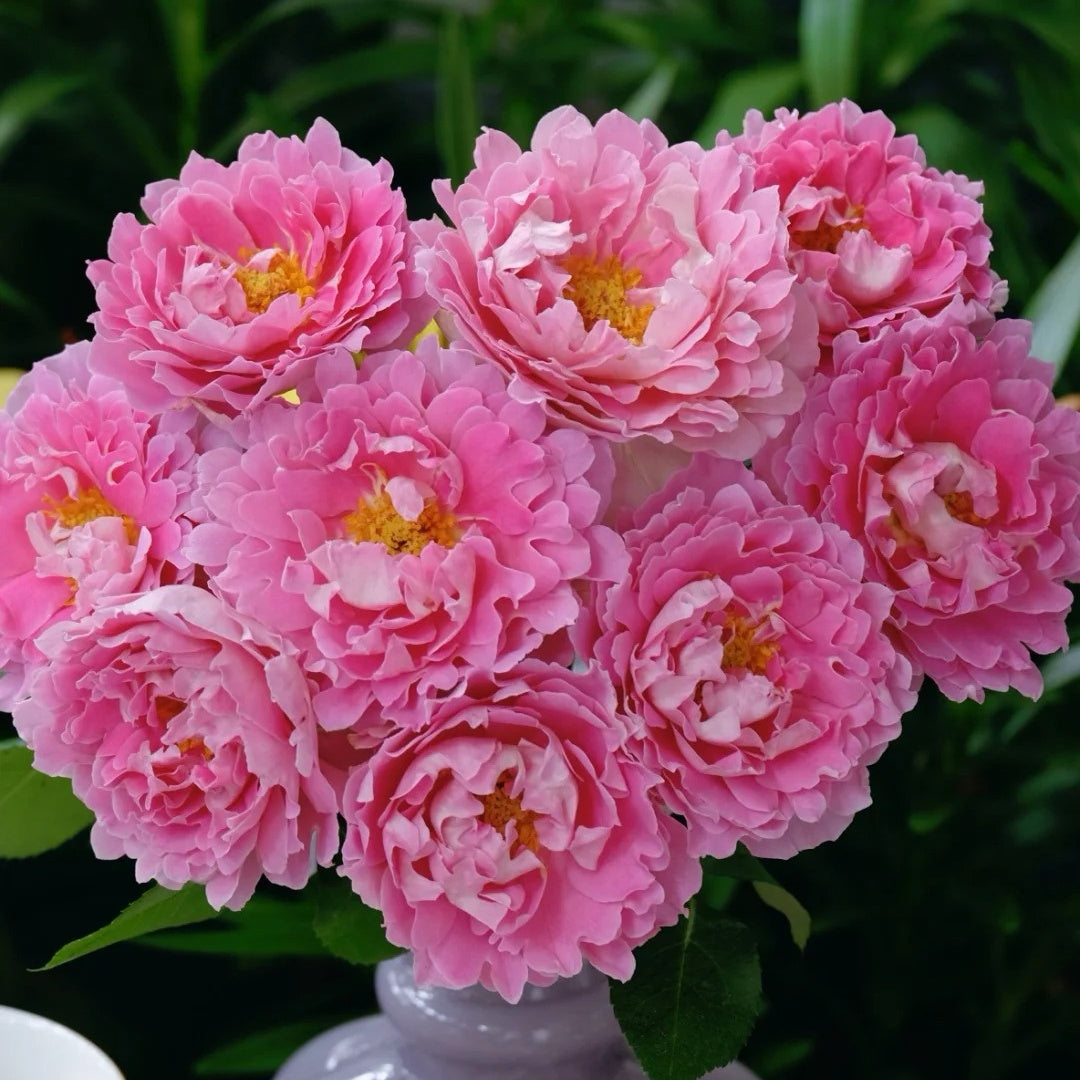 Fancy Ruffle rose