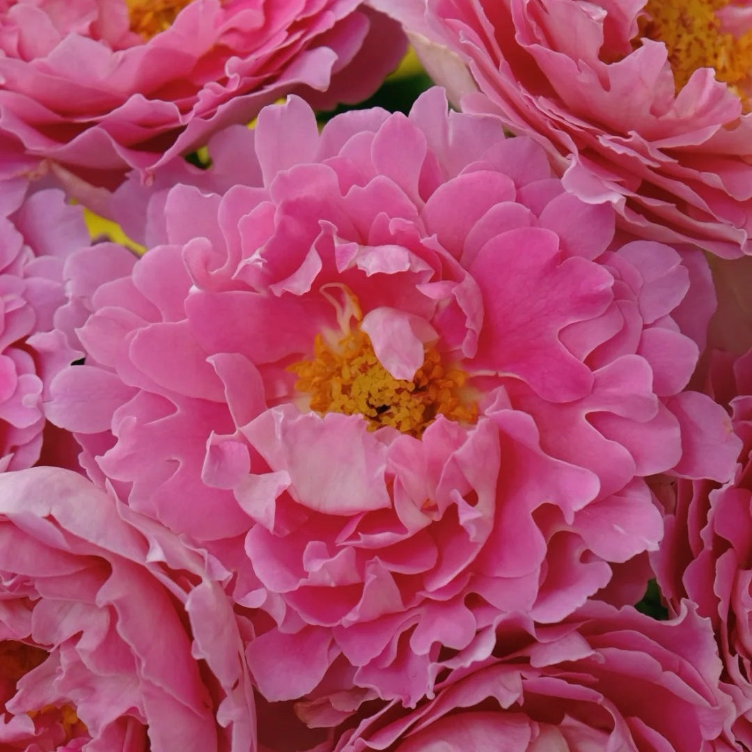 Fancy Ruffle rose