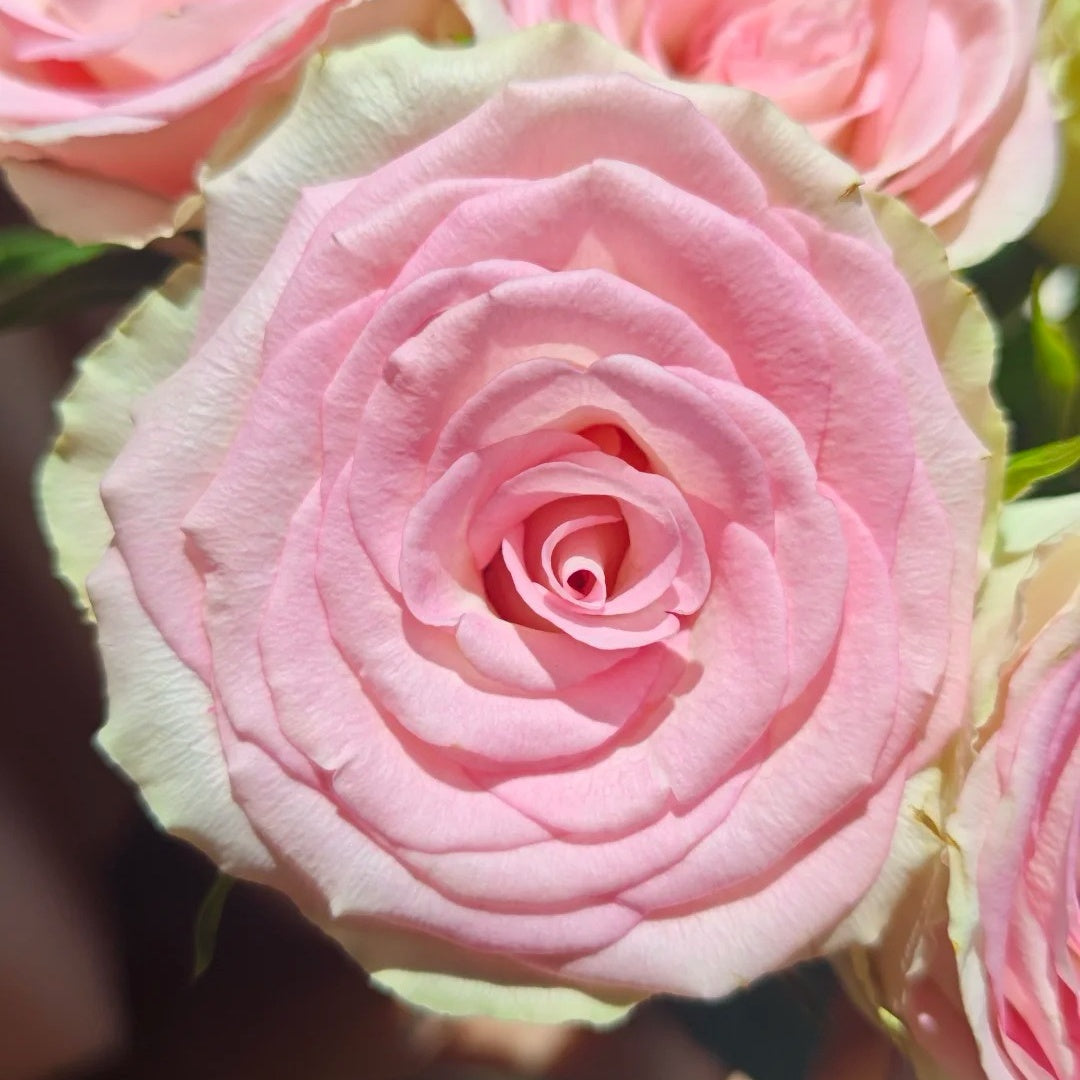 Fashion Girl Rose