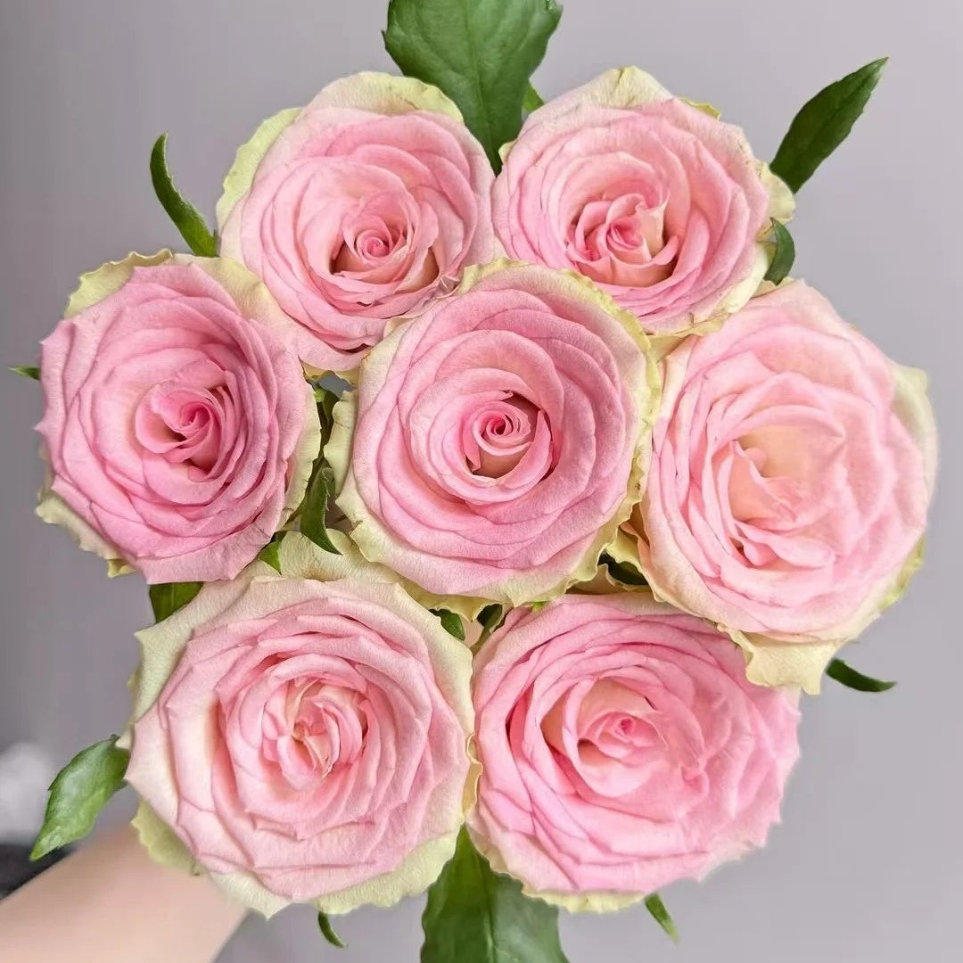 Fashion Girl Rose