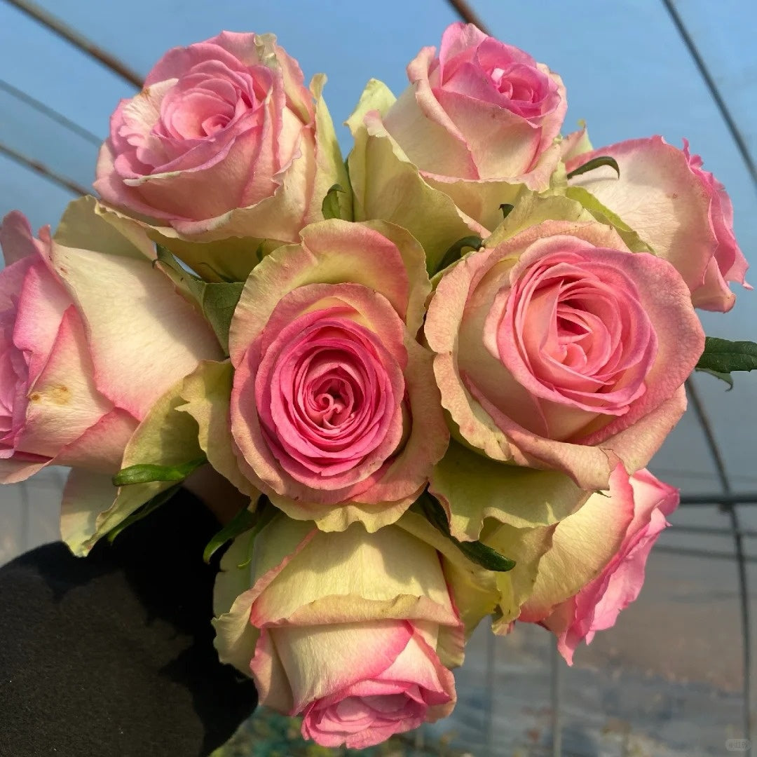 Fashion Girl Rose