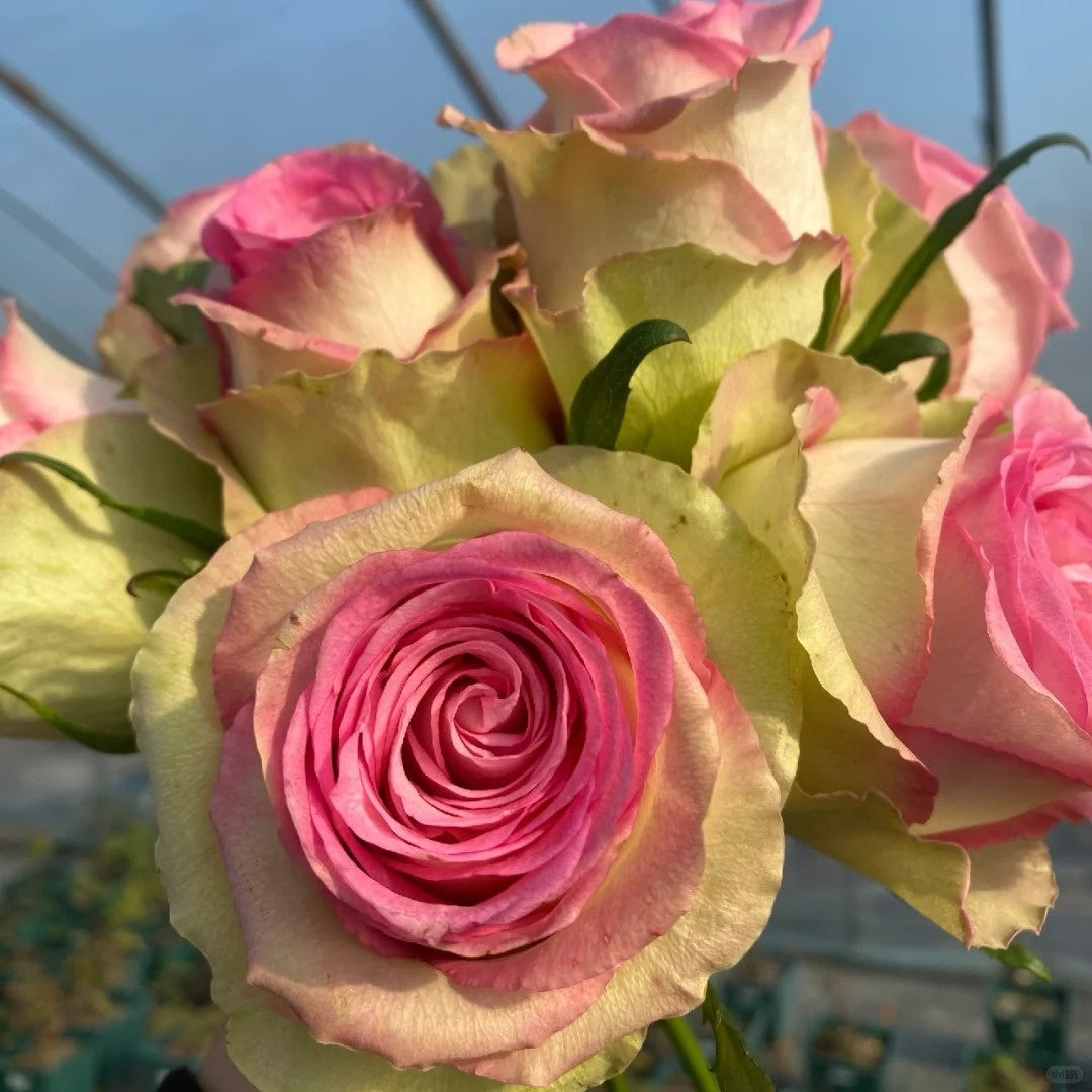 Fashion Girl Rose