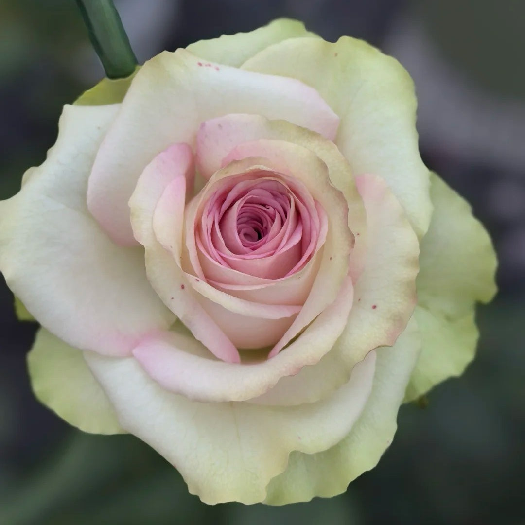Fashion Girl Rose