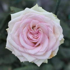 Fashion Girl Rose