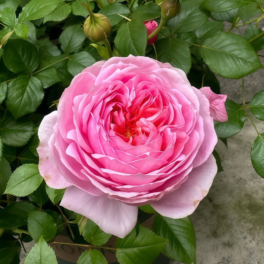 Rose 铃之妖精 フェクロシェット Fée Clochette Repeat Blooming