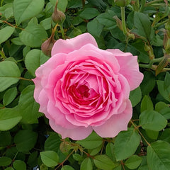 Fée Clochette Rose