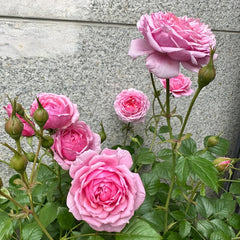 Fée Clochette Rose