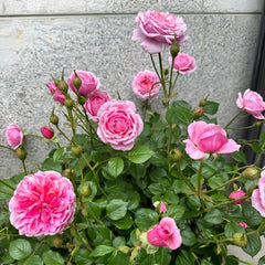 Fée Clochette Rose