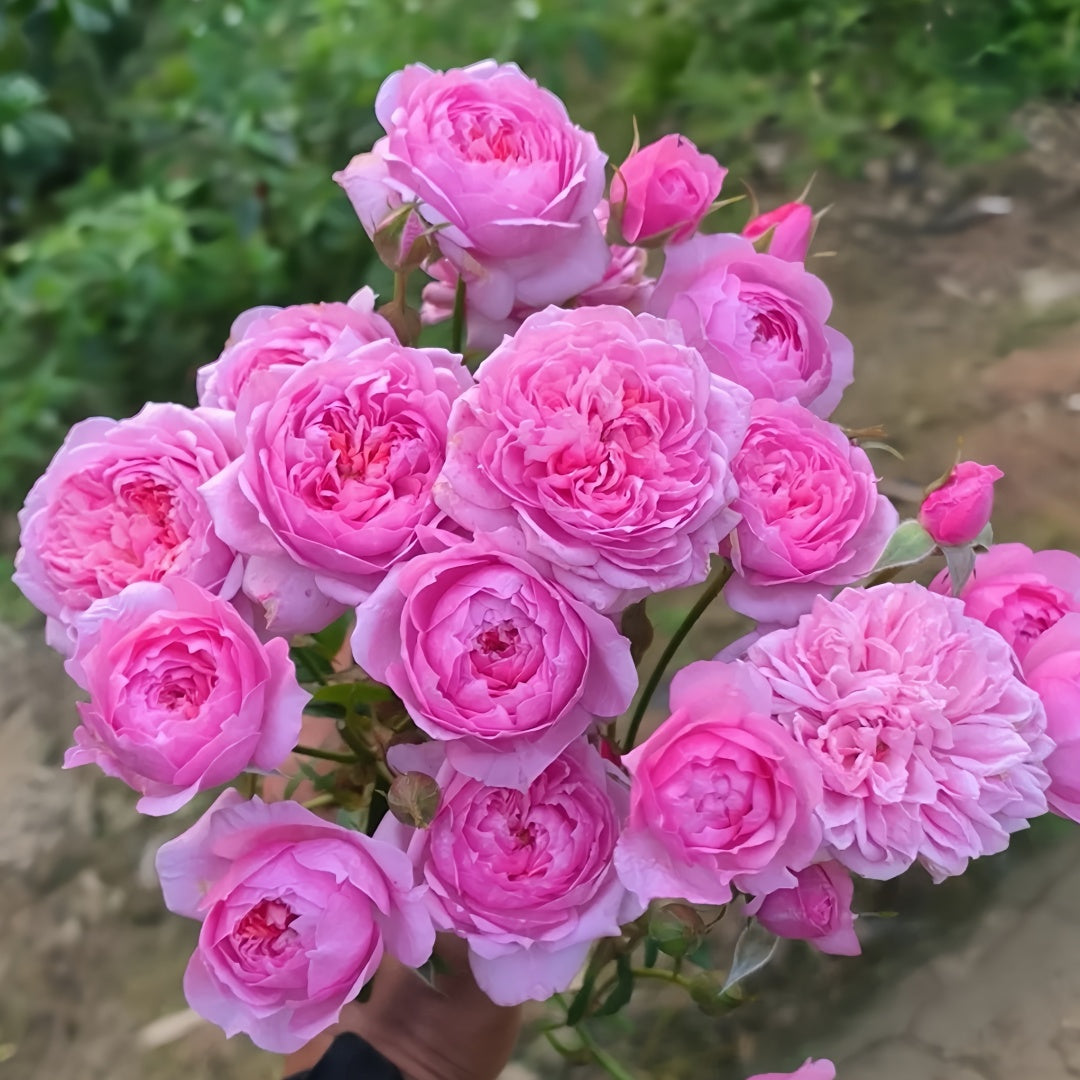 Fée Clochette Rose