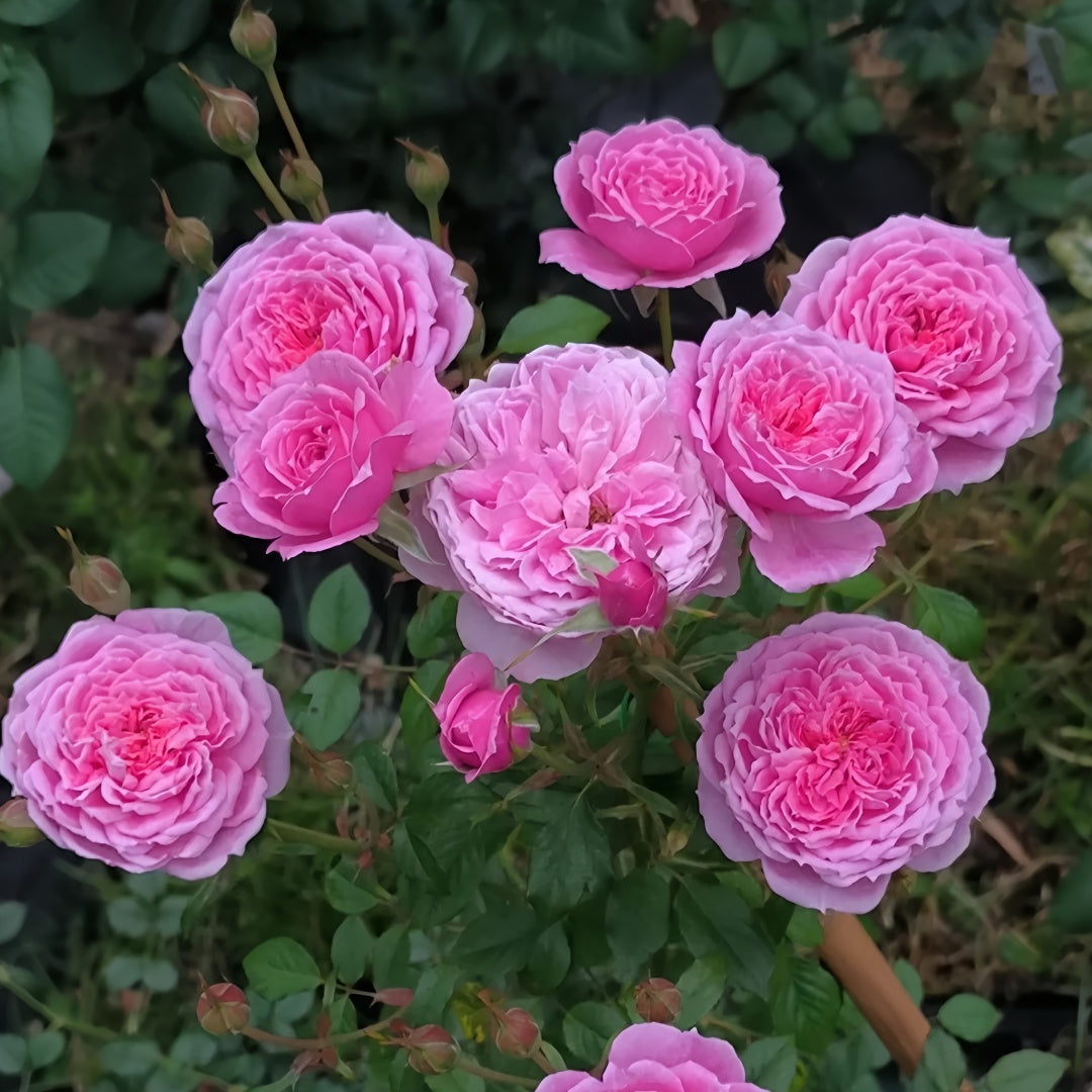 ROSE☆ROSEページ 4-Pink-Black-