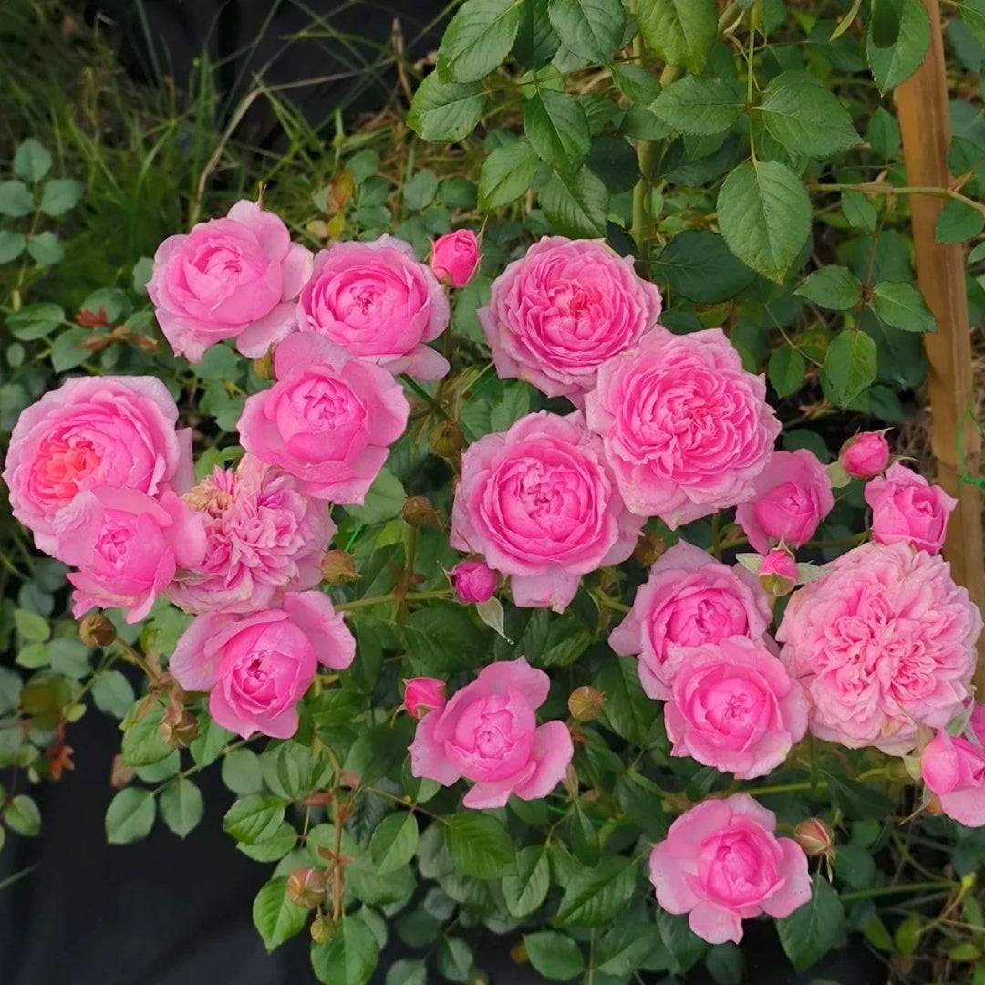 【期間限定33%off】The rose SPJ121, NEW!2024. Tomolove 明日爱，Japanese Floribunda Rose