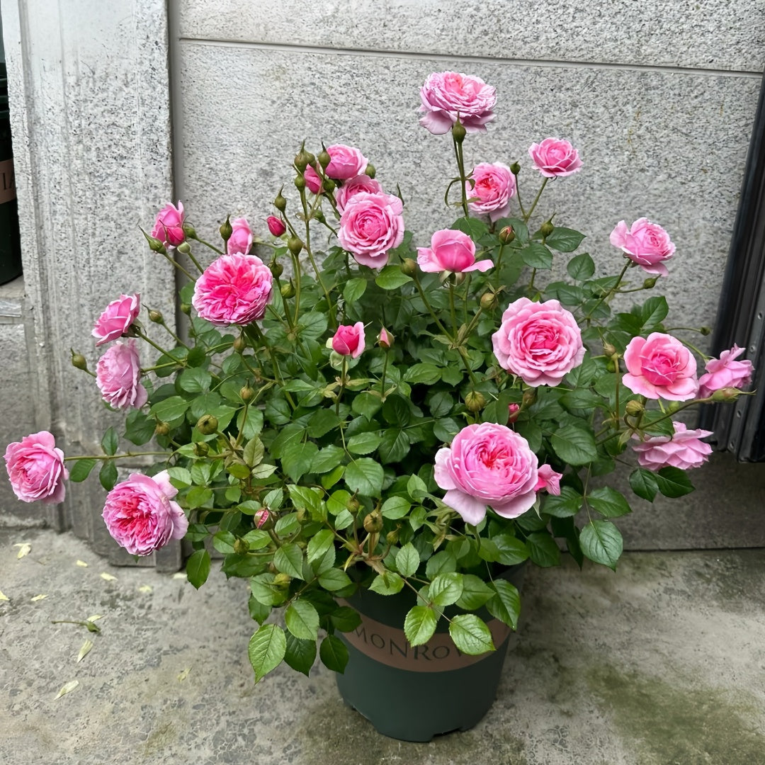 Fée Clochette Rose