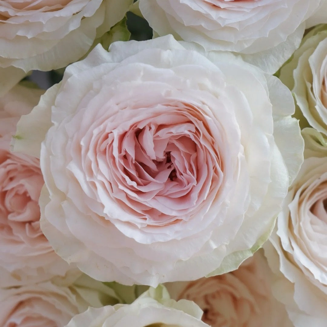 Feicui Tai Rose