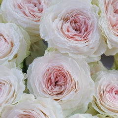 Feicui Tai Rose