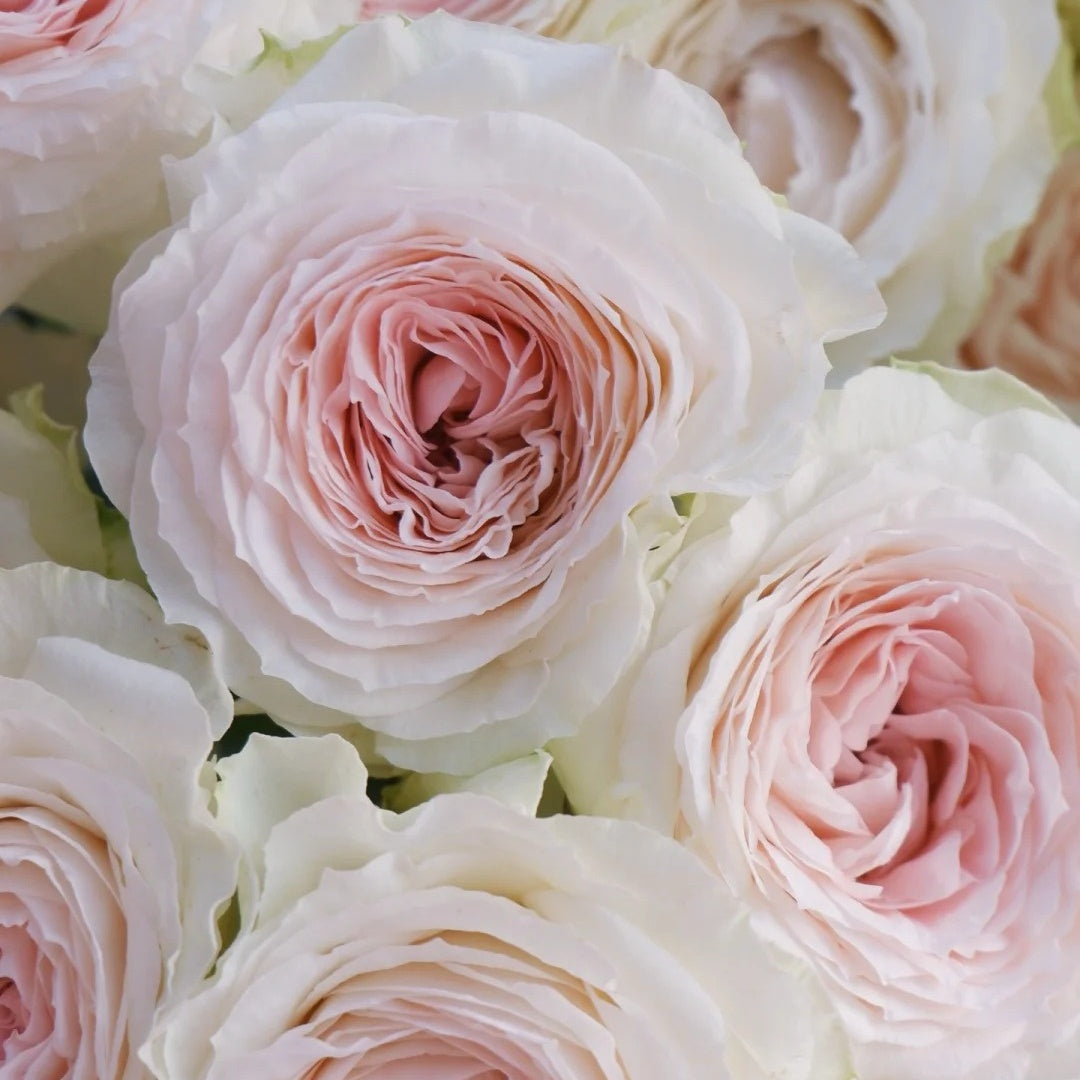 Feicui Tai Rose