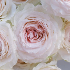 Feicui Tai Rose