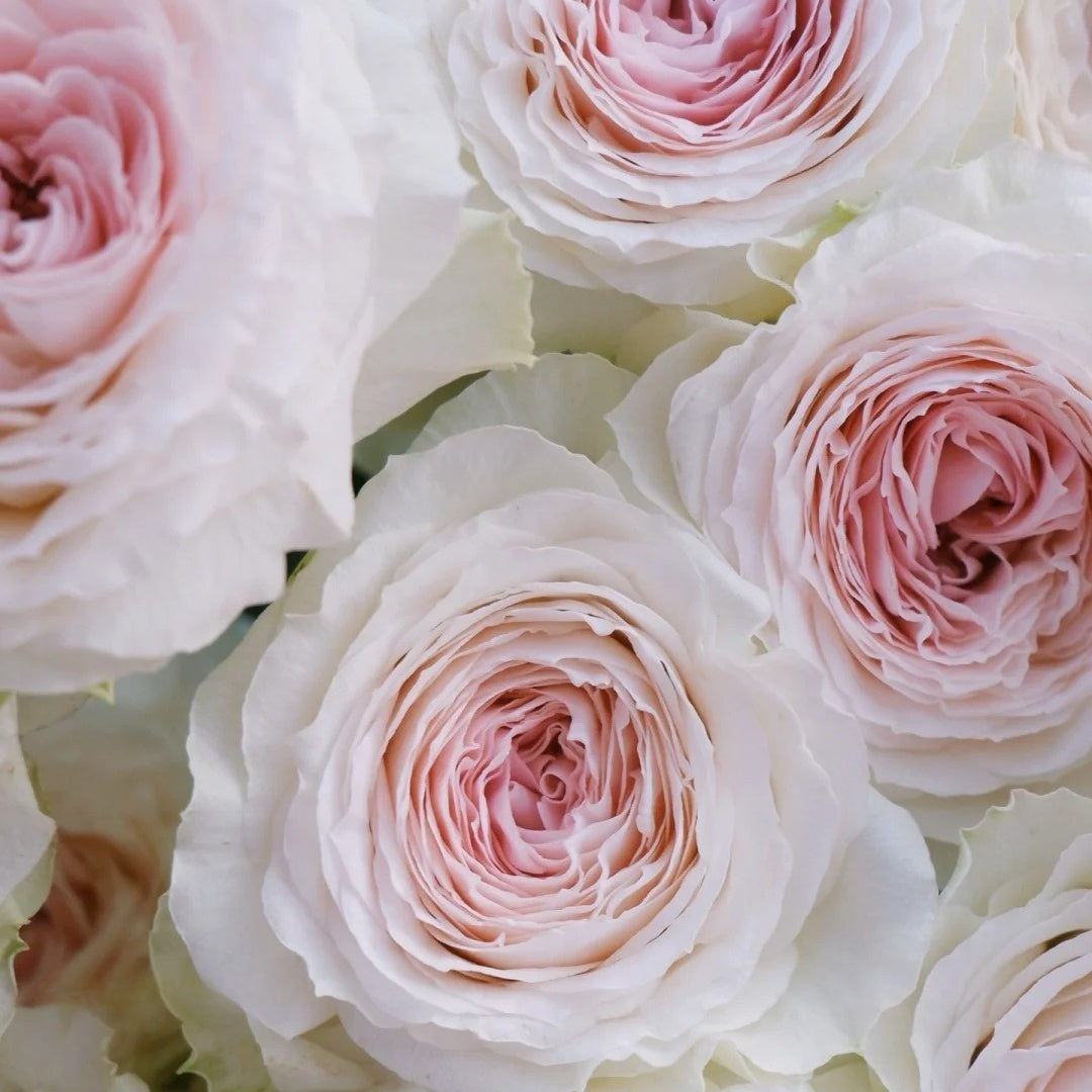 Feicui Tai Rose