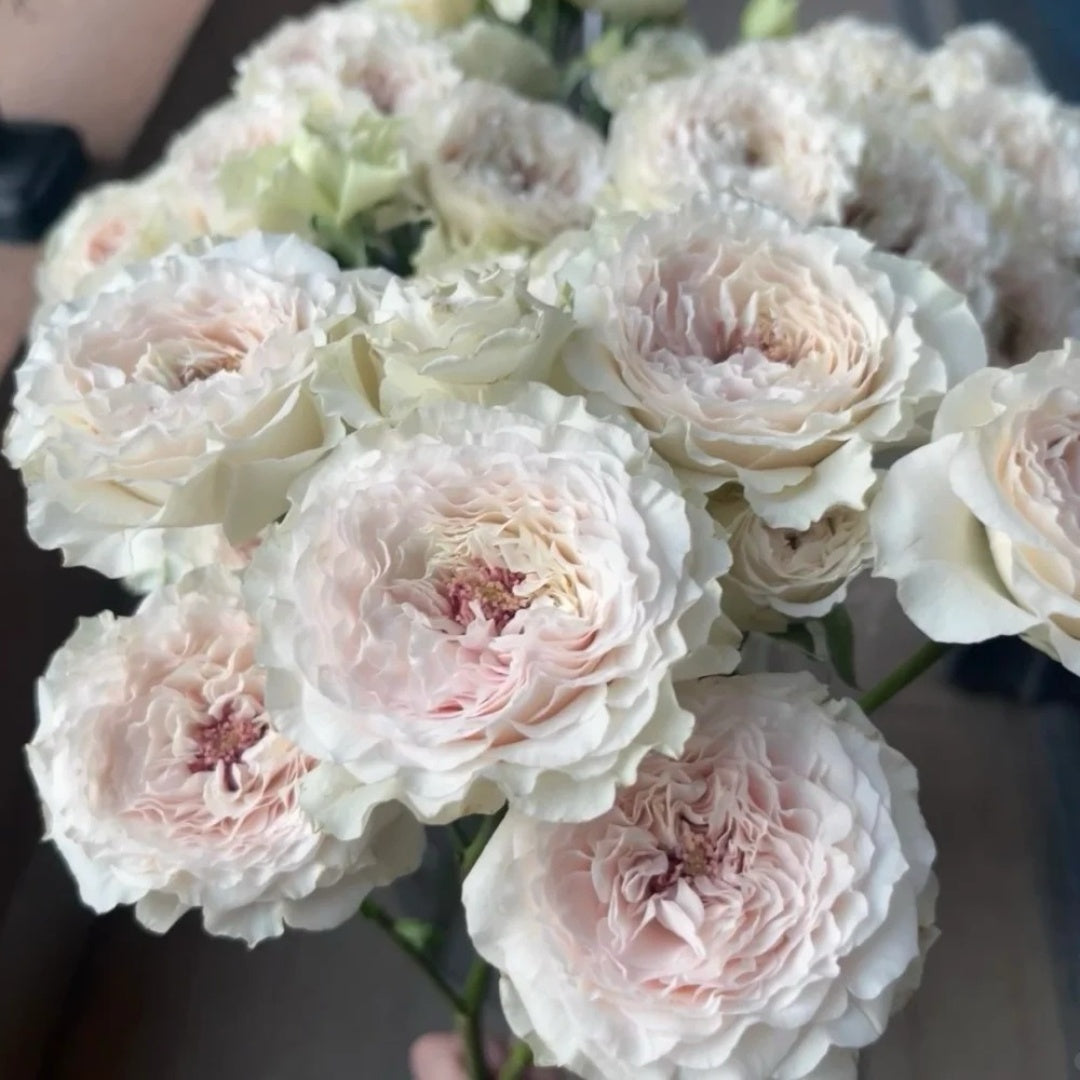 Feicui Tai Rose