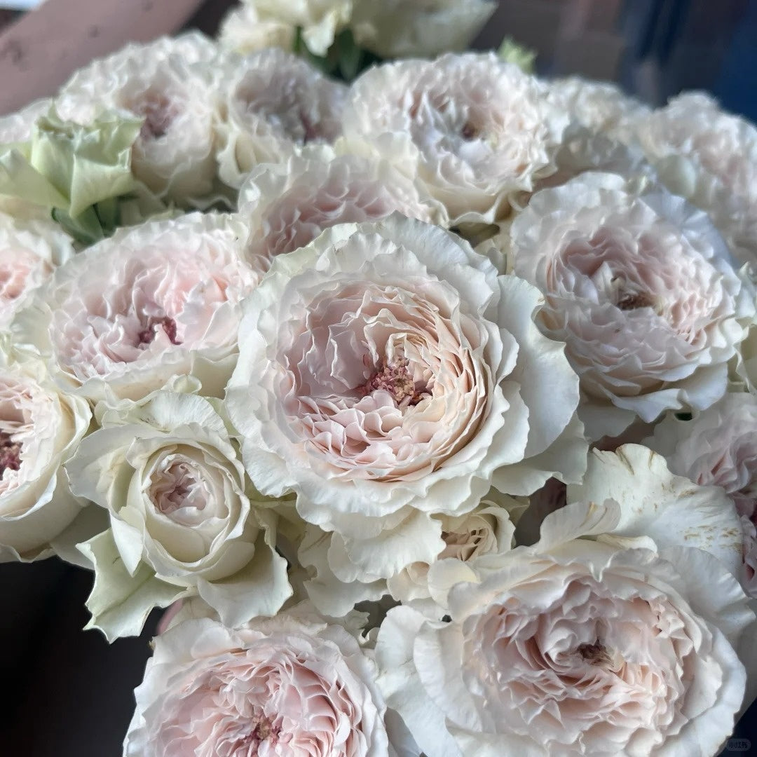 Feicui Tai Rose