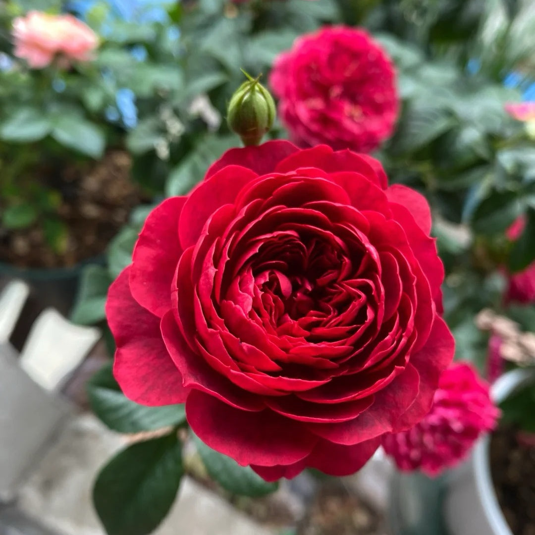 Ferrari Juice Terrazza