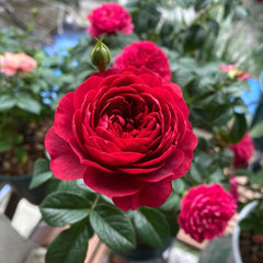 Ferrari Juice Terrazza