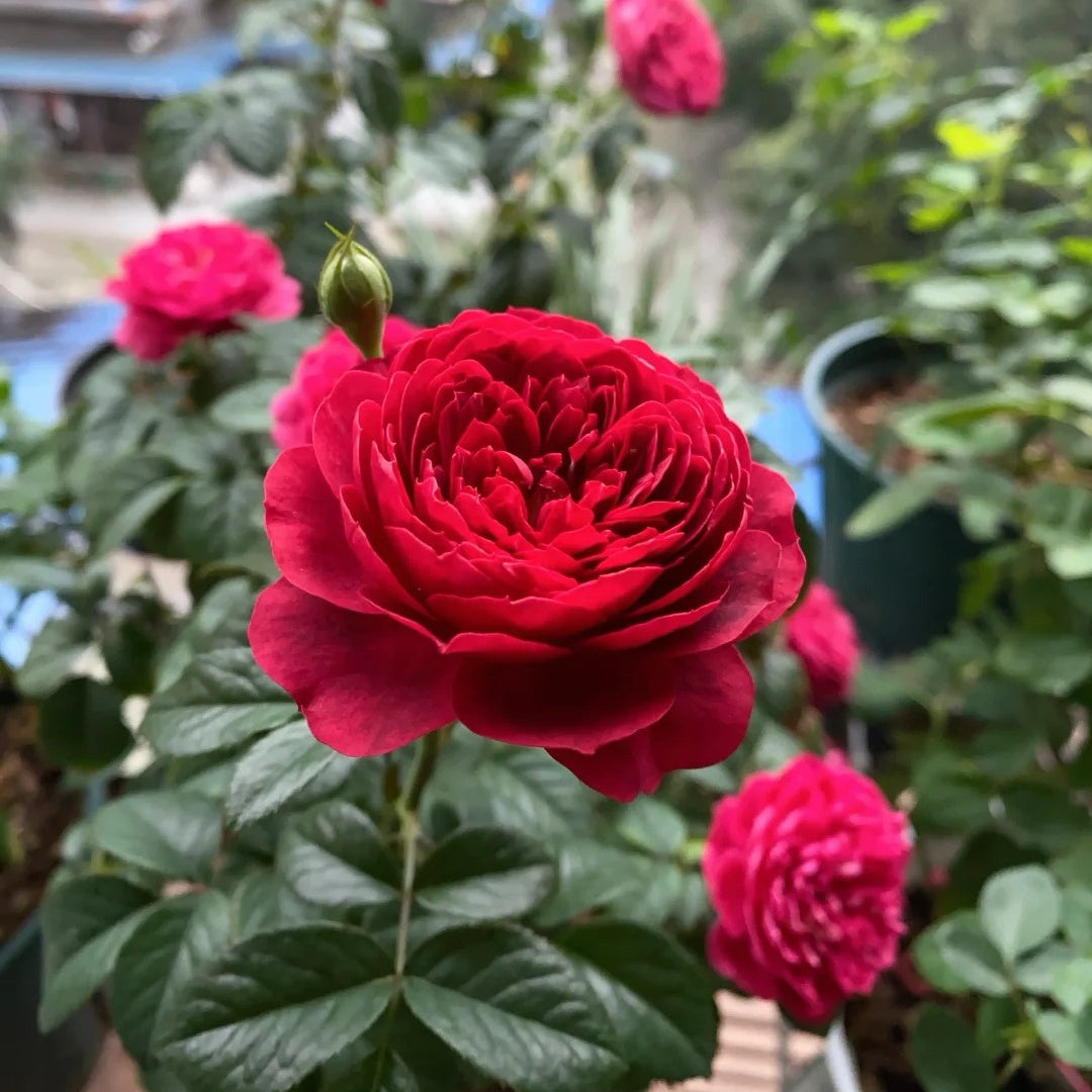 Ferrari Juice Terrazza