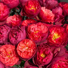 Ferrari Juice Terrazza