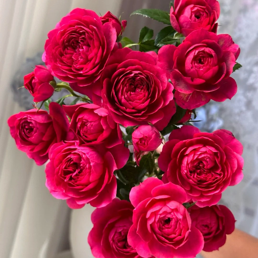 Ferrari Juice Terrazza