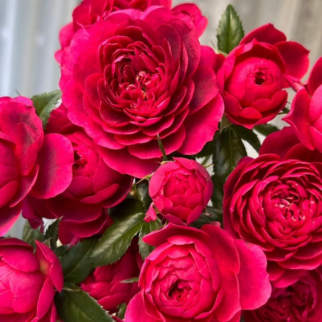 Ferrari Juice Terrazza