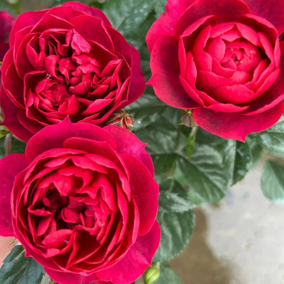 Ferrari Juice Terrazza