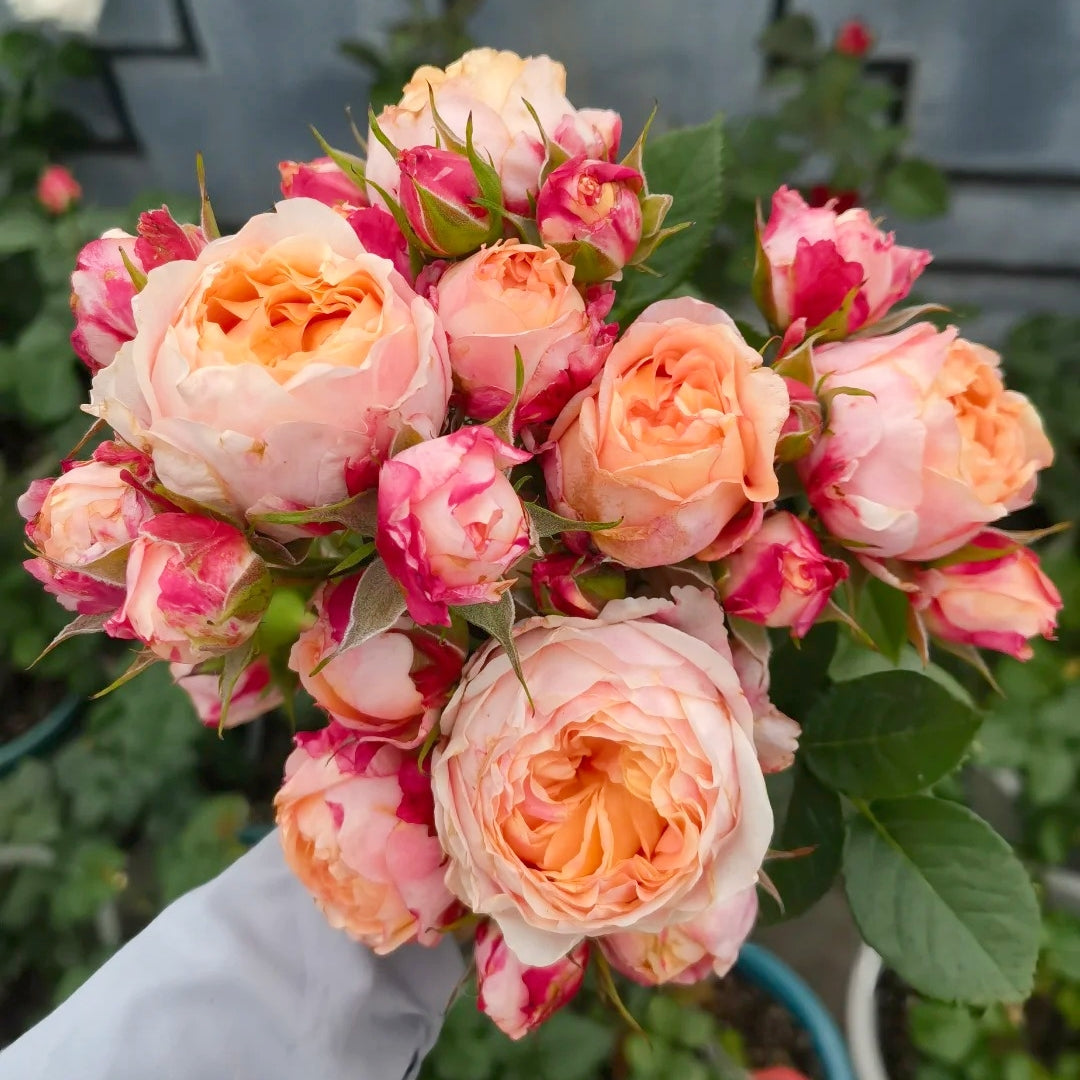 Fire X-pression Rose